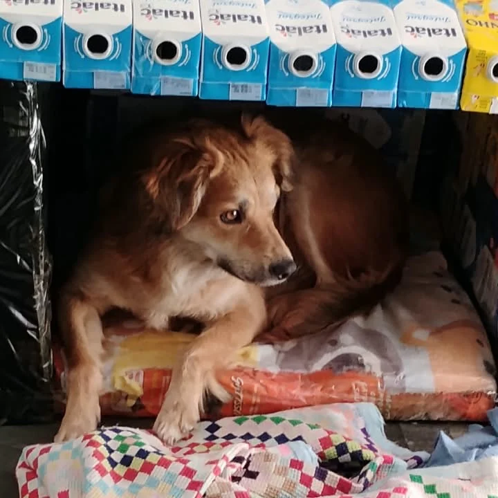 Um cachorro abrigado em uma casinha feita pelo projeto Casinhas Solidárias.